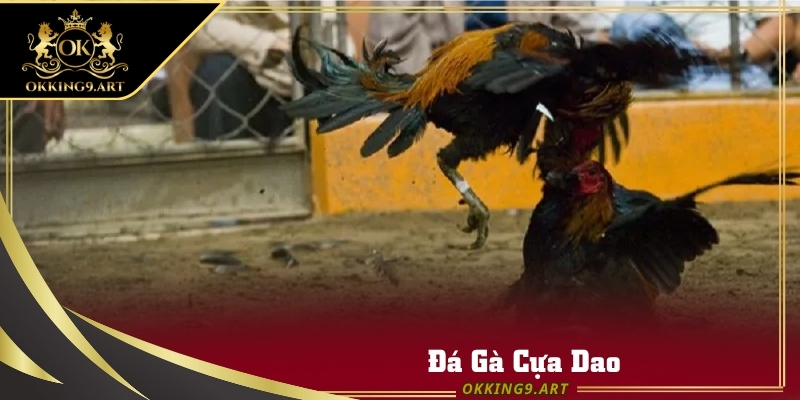 Đá gà cựa dao cực hot tại Okking trong 2025