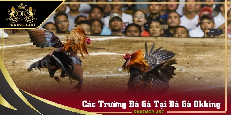 Nguồn phát sóng Đá Gà Okking từ Thomo, S128 và Manila.